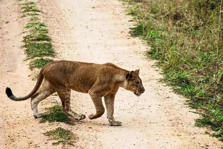 walking young lioness